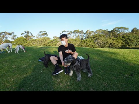 Video: Australia Melarang Anjing Takungan