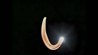 Opening To Pinocchio Masterpiece Collection 1998 Dvd what If Both Recalledfixed Versions