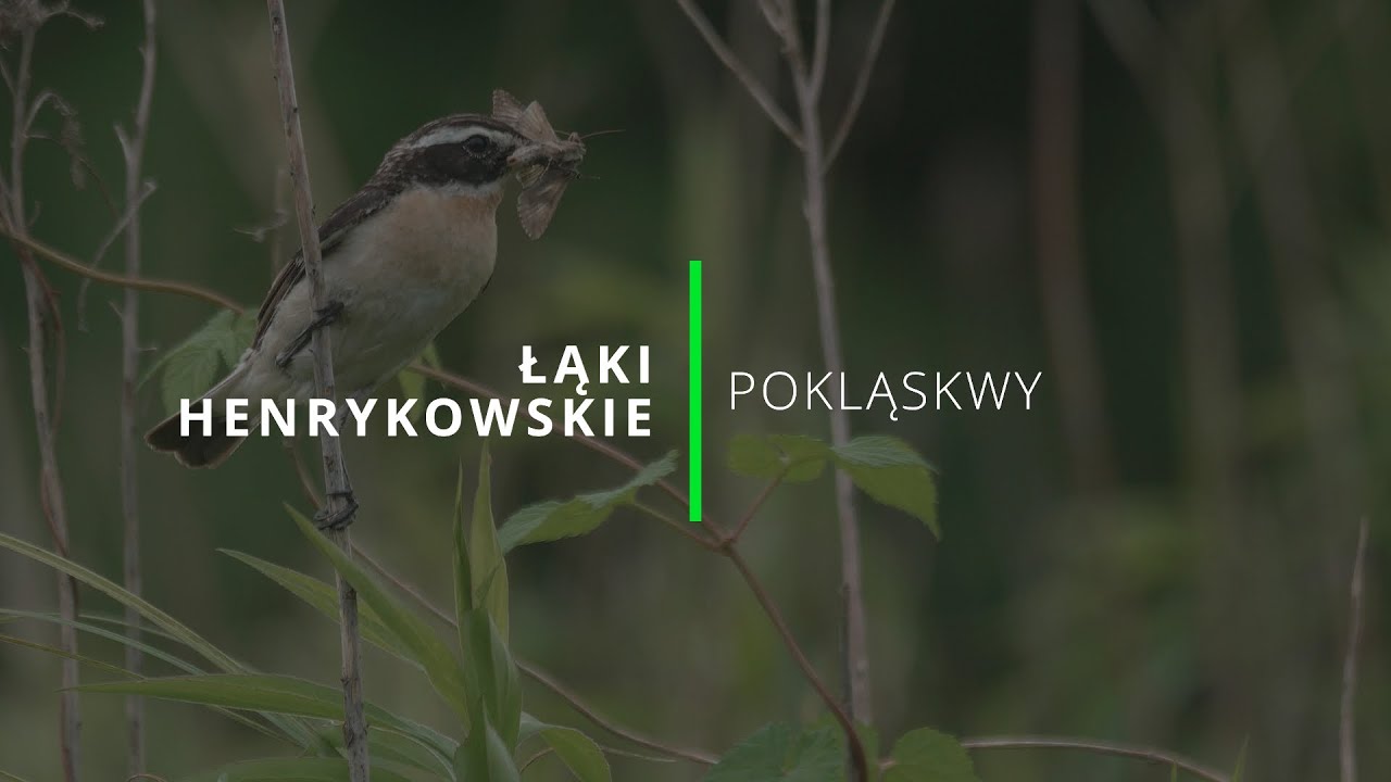 Artykuly Henrykowskie Sprawdzian Historia 2 Gim