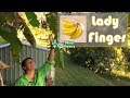 Growing Banana Plants in Australia