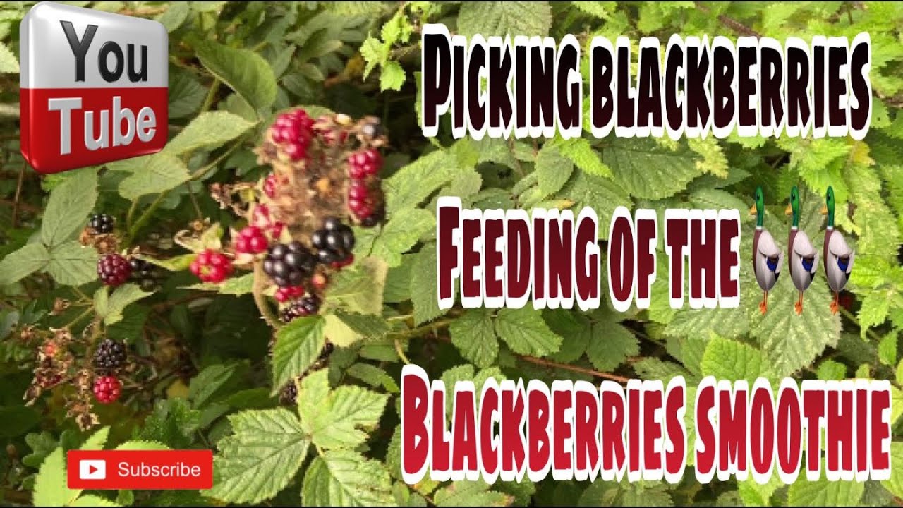 Family walks Picking Blackberries Feeding of Ducks Blackberies Smoothie YouTube