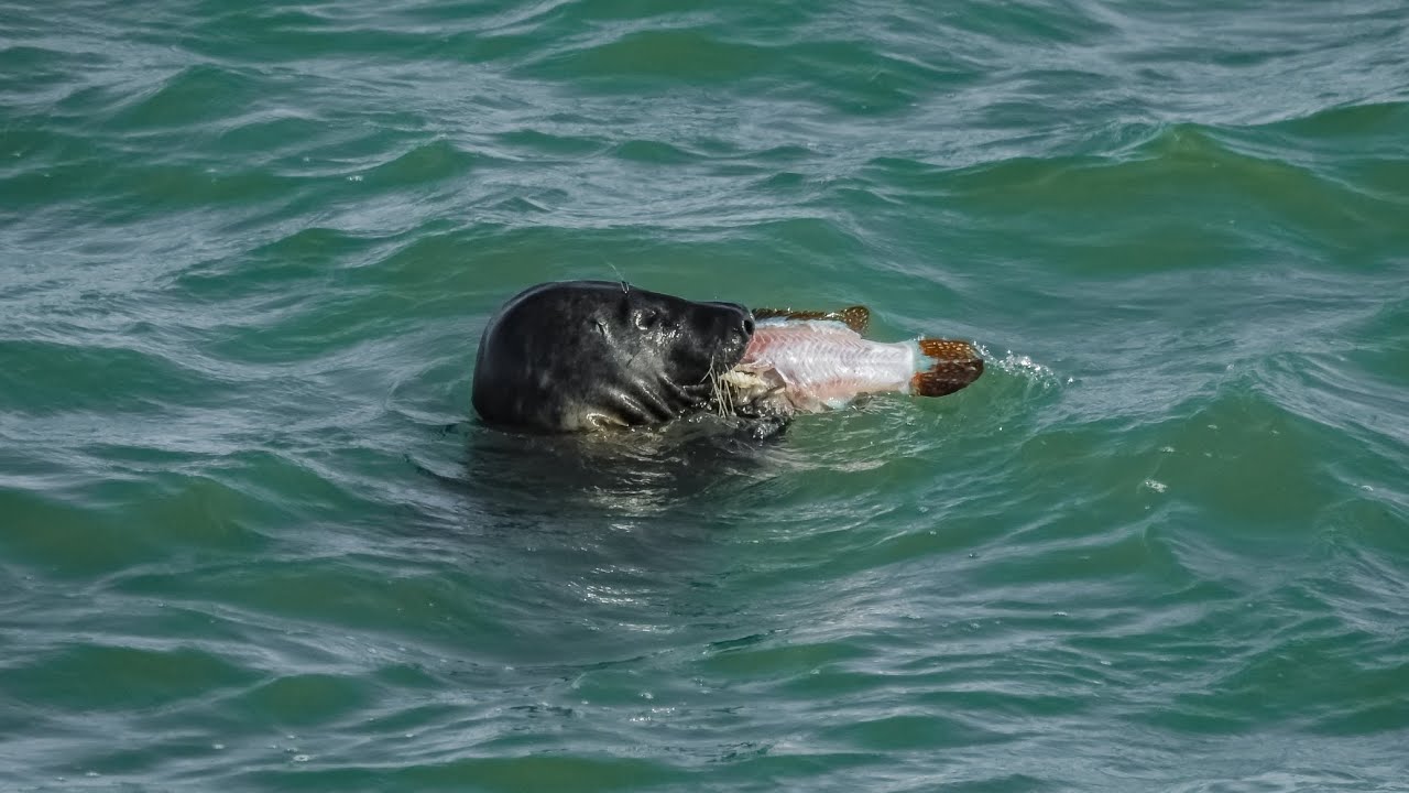 Predating Grey Seal predating on Ballan Wrasse with European Herring Gull at ...