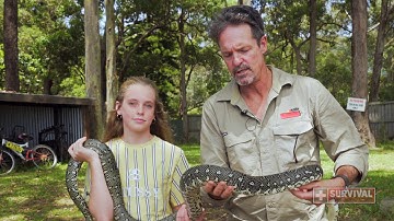 Could You Spot a Diamond Python?