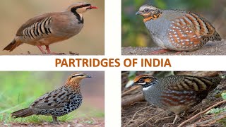 Partridges of India 🇮🇳 | Birds | Indian Birds