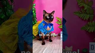 cual es el colmo de un bandido?  #chistes #gatitosbonitos #gatoshablando #gatosdivertidos #humor
