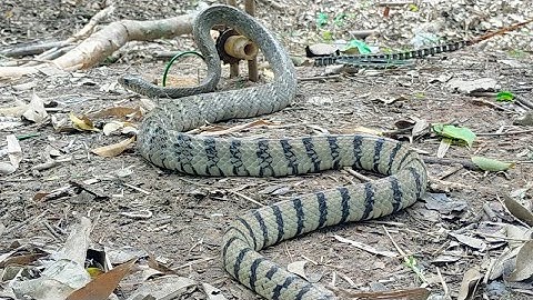 Primitive DIY Creative Snake Trap/Snake Trap Easy
