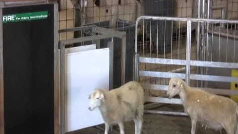 Osborne FIRE Performance Testing System for Sheep and Goats