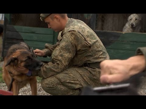 Под Хабаровском военнослужащие начали готовиться к конкурсу АрМИ «Верный друг»