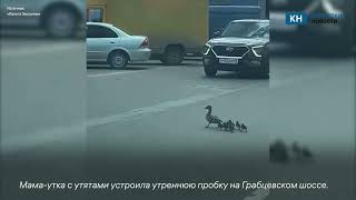 В Калуге водители уступили дорогу утиному семейству