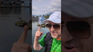 Les phoques! #phoques #bc #vancouver #canada #french #august #summer #2025 #seal #beauty #ocean