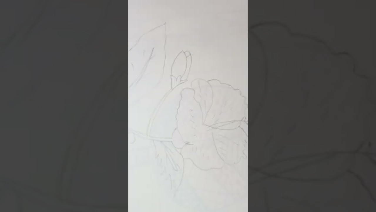 you like my drawings??