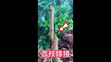 荔枝舌接嫁接的操作過程，此方法簡單易學，成活率高The operation process of lychee tongue grafting , teach you  how to grafting