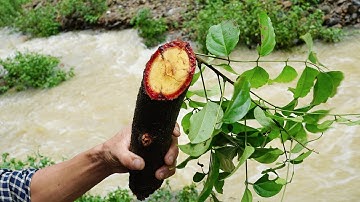 Đi tìm cây cỏ máu, phân biệt các loài cây họ Kê huyết đằng