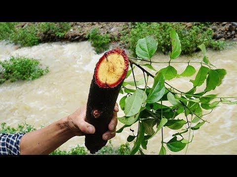 Video: Thông tin về thực vật Iresine - Tìm hiểu về cách trồng cây lá máu