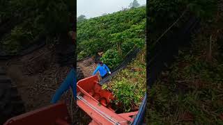 coffee picking process using modern machines 😱 #caffe #coffe #fruit #farming