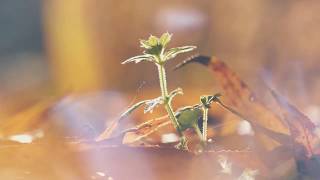 8Dio Score This - Quetzal Marchiori -  "Winter's Nature Song" screenshot 1