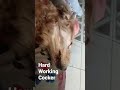 Hard working dog Cocker spaniel
