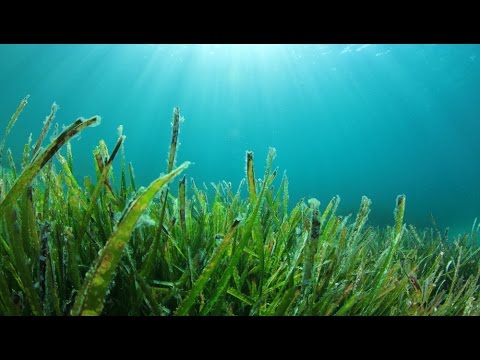 seagrass-video