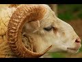 🐏#قصة_مشوقة🔝  😍 فيلم قصير نعيدو قاع ❤