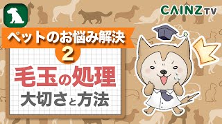 犬の毛玉の処理方法｜ワンちゃんのトリミング【お悩み解決Vol.2】