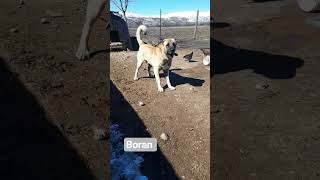 #kangalkeşfet #ytdayibenionecikarnolur #kangal #kesfet #abonne #köpek #köy #sorts #boran