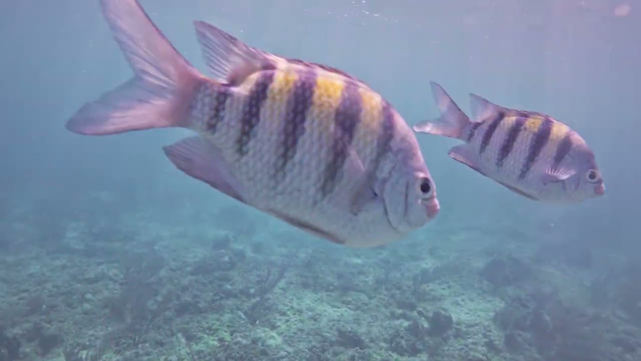 Snorkeling at Playa Pilar near Cayo Media Luna, Cayo Guillermo