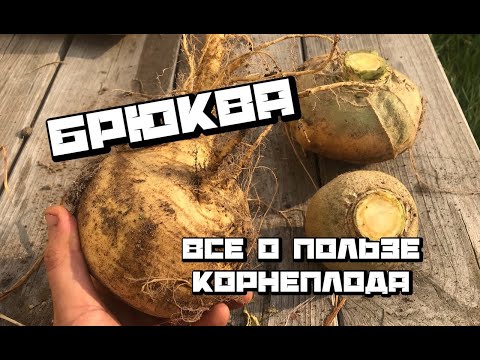 Брюква и её полезные свойства