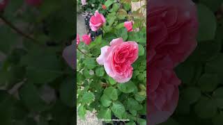 Sweet Mademoiselle Rose Blooms 2023