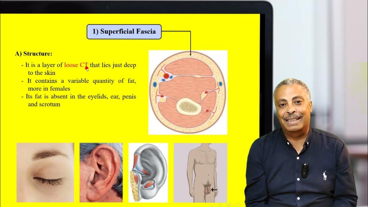 Introduction to human anatomy (Fascia) 🦷 Biology Diagrams