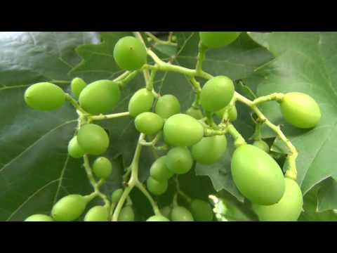 Video: Wie verwenden Landwirte Gibberelline?