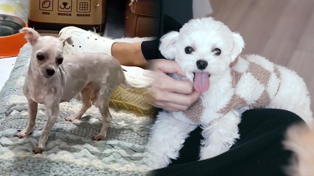 Почему людям и животным нужна семья (видео для хорошего настроения)