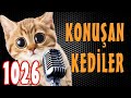 Pati TV - Konuşan Kediler 1026 - En Komik Kedi Videoları