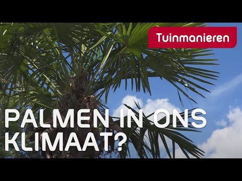 Video: Watter soort plante groei in tropiese klimate?