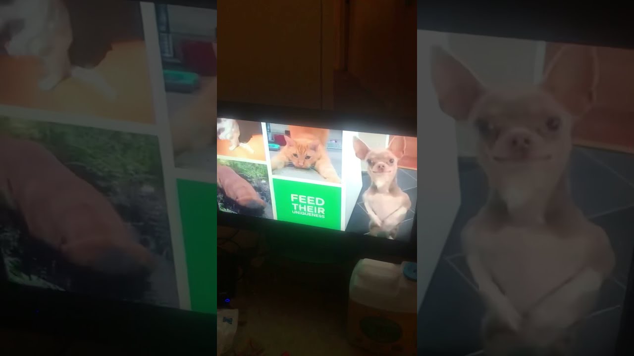 IAMS Commercial (2021) YouTube