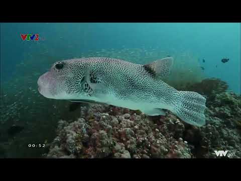 Video: Đá dưới nước của đại dương