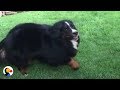 Dog Is SO Excited For The School Bus | The Dodo Dog Is SO Excited For The School Bus | The Dodo