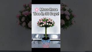 🌸 Beautiful Moss Rose Tree Bonsai at Home | Easy Flowering Plant Idea #shorts