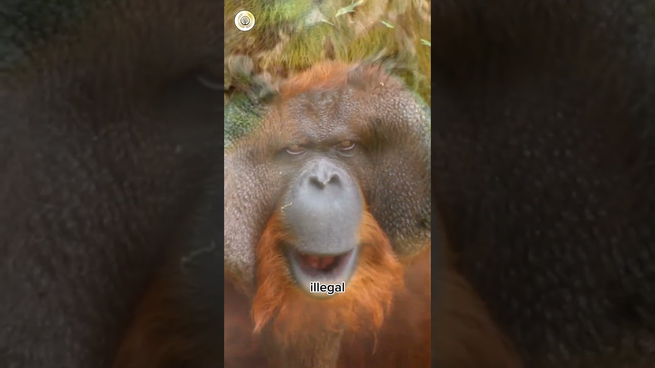 Exploring the Wild World of Orangutan 🦧 | #animal #orangutan