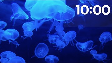 10 MINUTE TIMER:  Relaxing Music LoFi Jellyfish Underwater Background