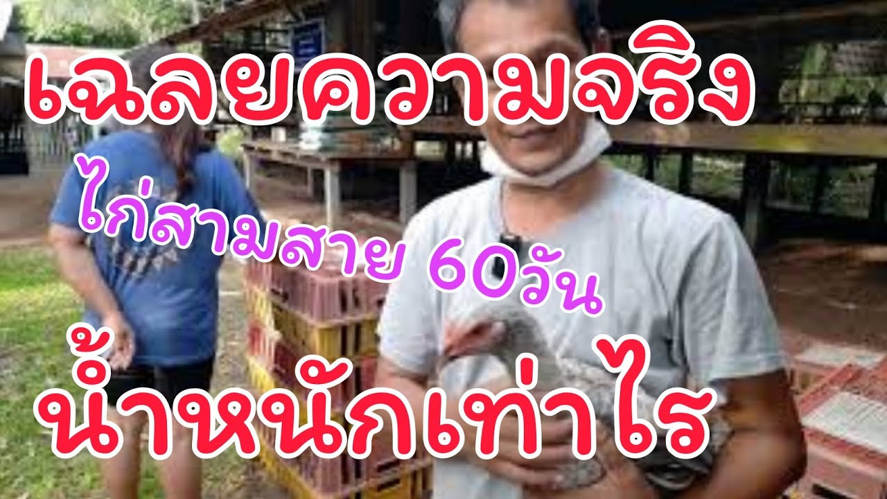 เลี้ยงไก่ลูกผสมสามสายพันธุ์ ครบอายุ 60 วัน น้ำหนักตัวเท่าไร