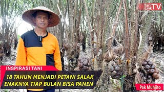 Budidaya Salak di Lahan 1000 Meter Bisa Hasilkan Panen 5 Ton!