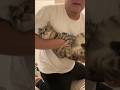 猫はどんな格好で落としても綺麗に着地するらしい　 #ルトロゼ #cat #ベンガル