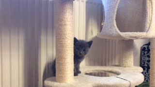 Süße Babykatze klettert das erste mal auf Kratzbaum