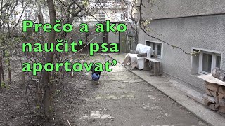 Preco a ako naucit psa aportovat 2023