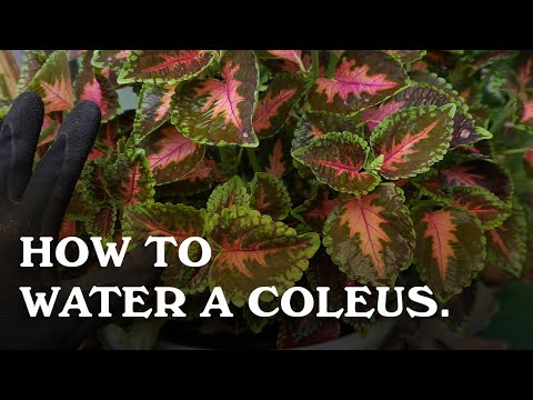 How to water a Coleus.