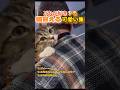 ねこ飼いたい… #かわいい猫 #可愛い動画 #funny #おもしろ #面白集
