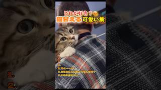 ねこ飼いたい… #かわいい猫 #可愛い動画 #funny #おもしろ #面白集