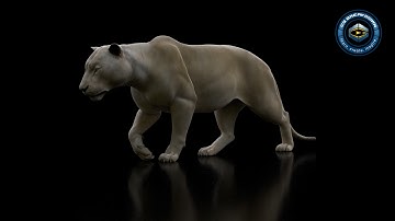 CGBreakdown - Lioness Walk Cycle