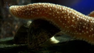 Limpet fights off a starfish - The Secret Life of Rock Pools - Preview - BBC Four