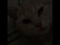 Киса говорит «Спокойной ночи всем», видео, британский котёнок